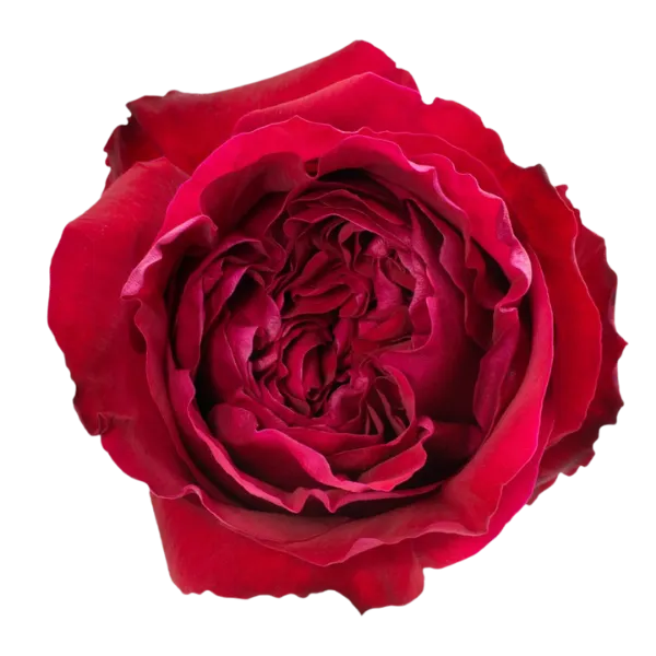 Victorian Red