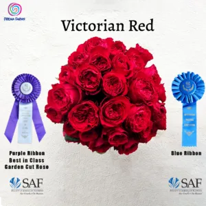 Victorian Red (Red)