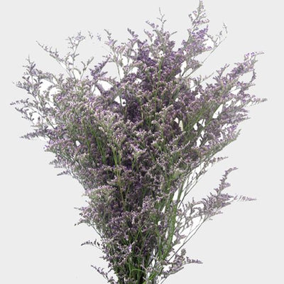 Limonium — Airy Filler & Baby's Breath Alternative (10-Stem Bunch)