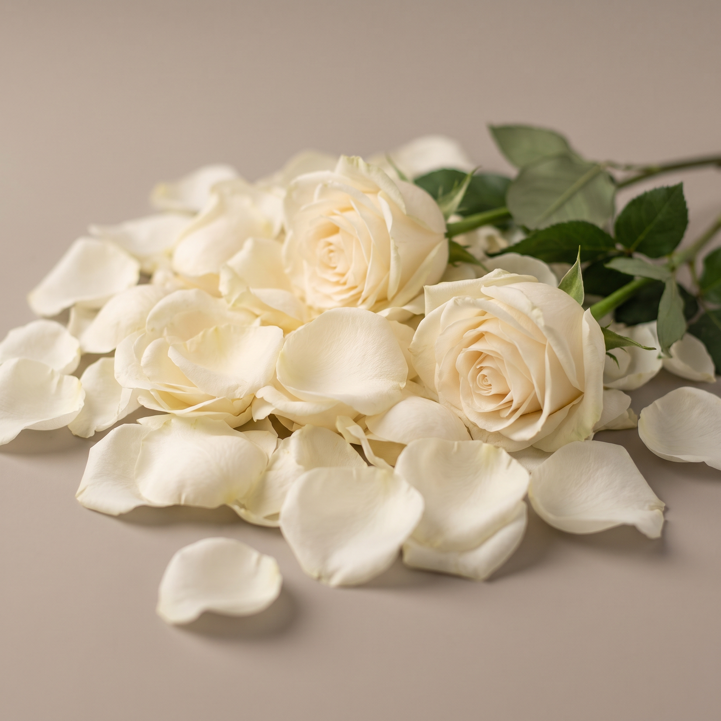 Rose Petals