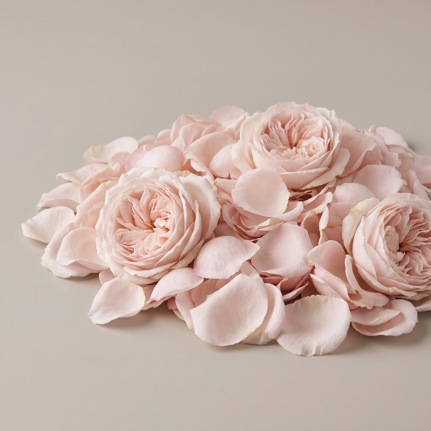 Rose Petals