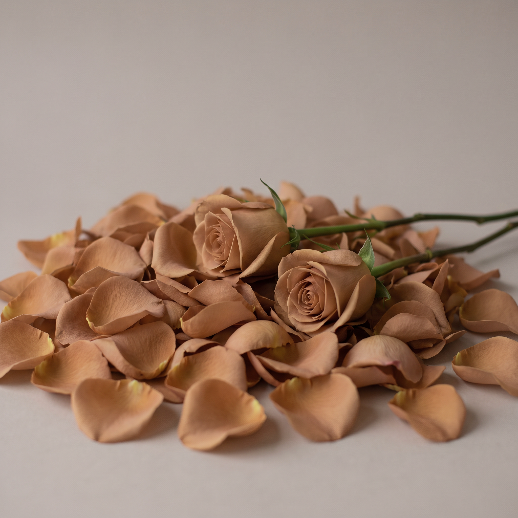 Rose Petals