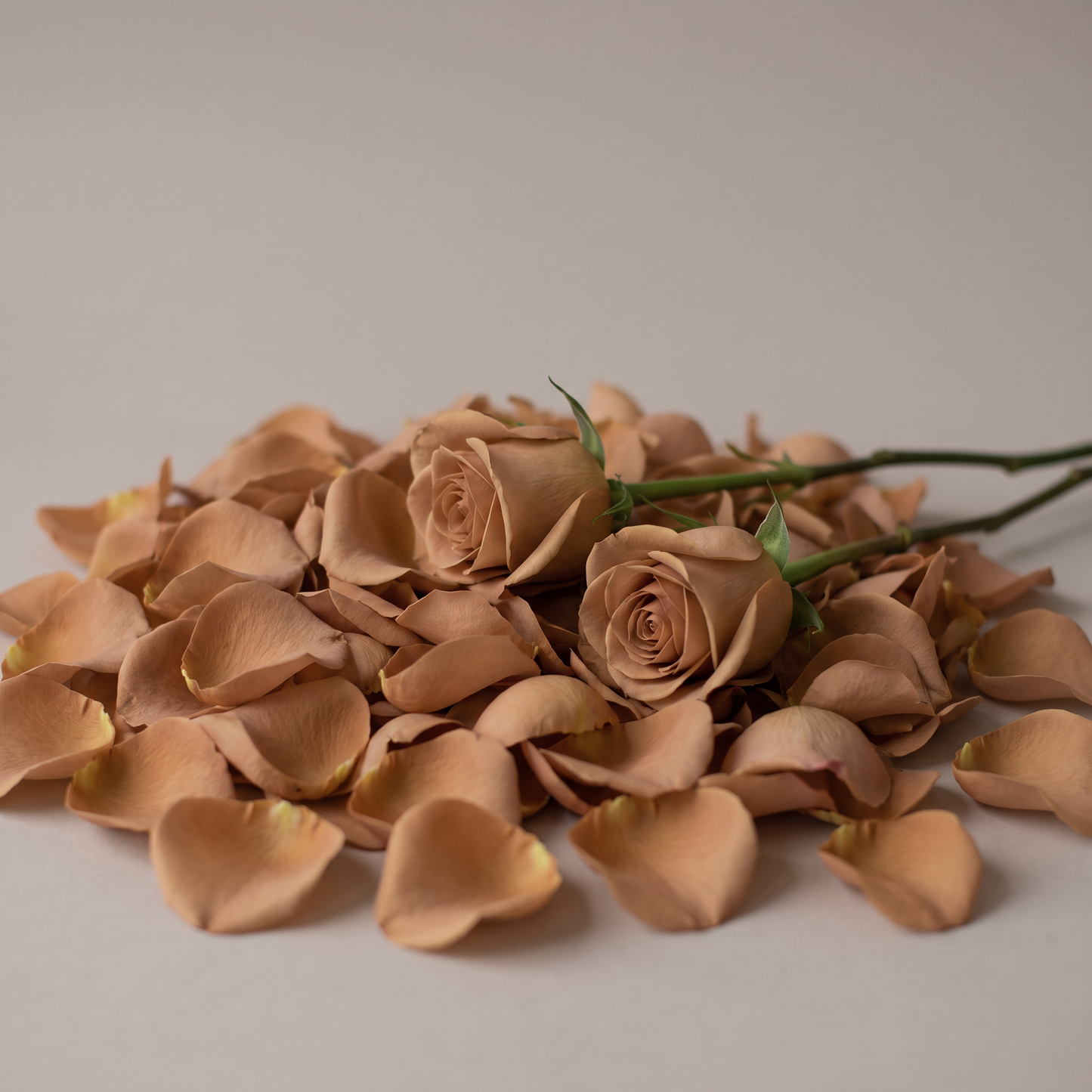 Rose Petals