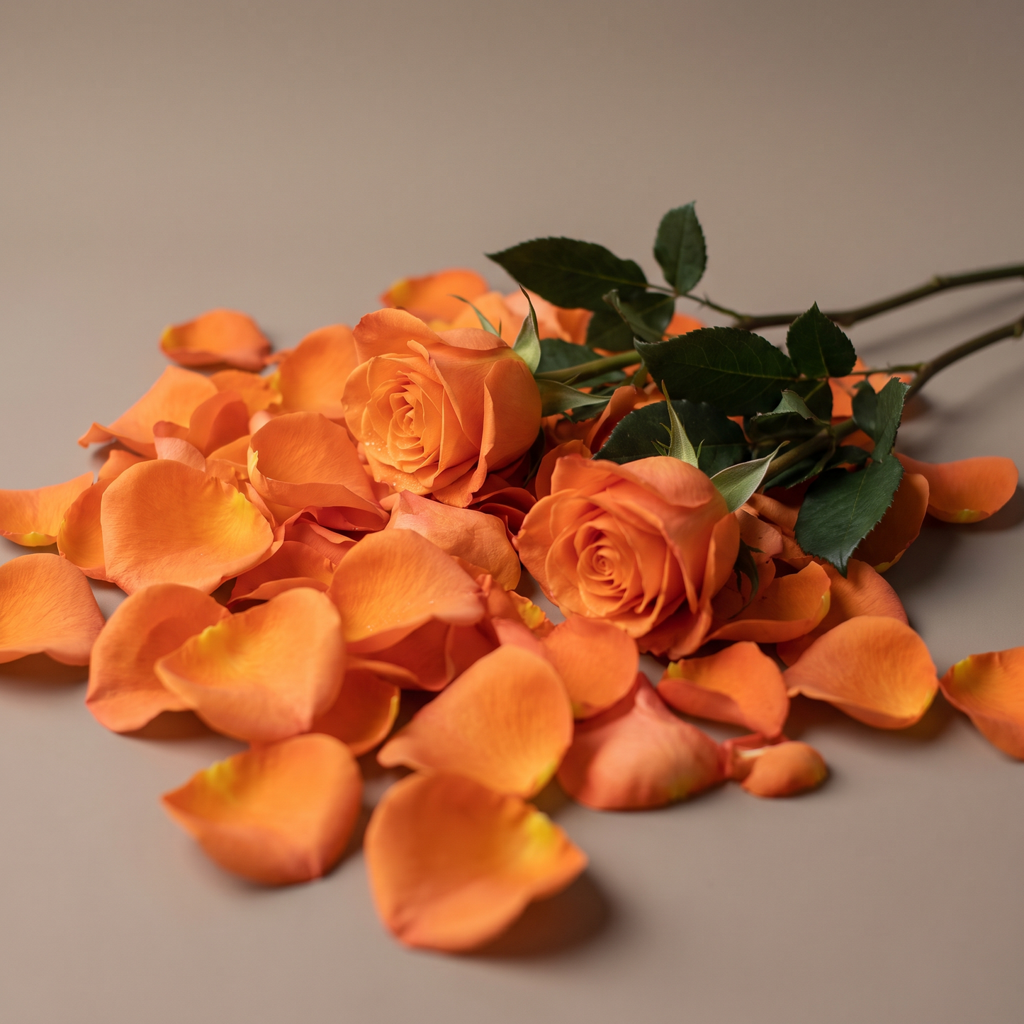 Rose Petals