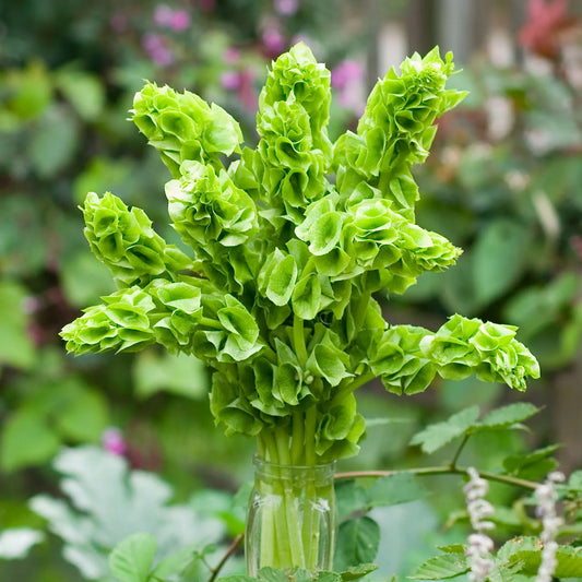 Moluccella (Bells of Ireland) — Green Spire Filler (10-Stem Bunch)