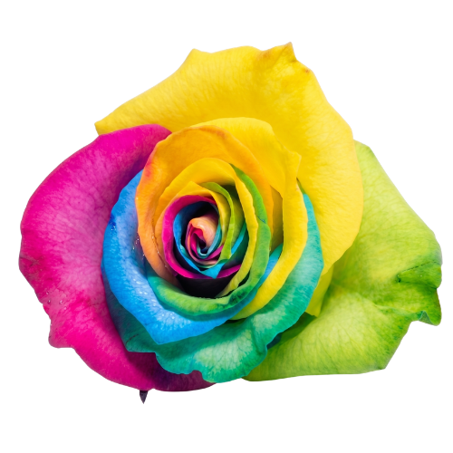 Tinted - Rainbow Collection