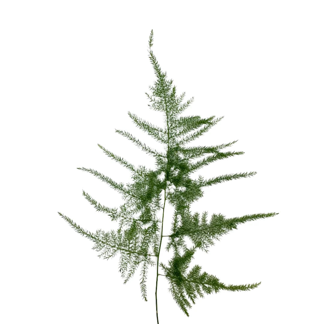 Plumosa Fern — Feathery Wispy Green (10-Stem Bunch)
