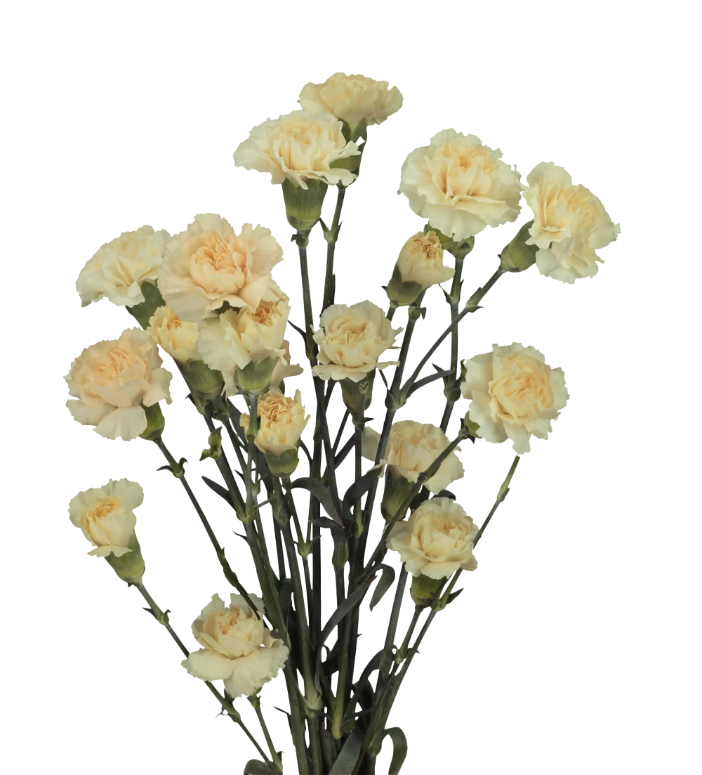 Mini Carnations — Spray Cluster Filler (10-Stem Bunch)