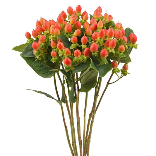 Hypericum Berry — Textural Berry Accent (10-Stem Bunch)