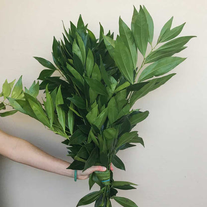 Cocculus — Lush Leafy Green (10-Stem Bunch)