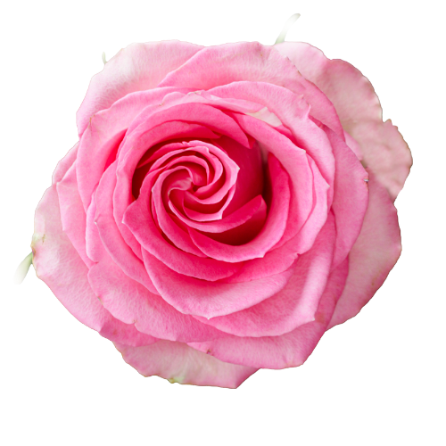 Gigi (Pink)
