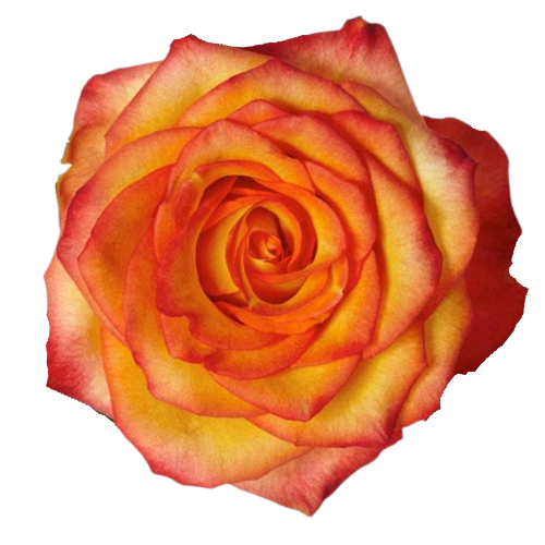 High and Magic (Yellow & Red Bi-Color)