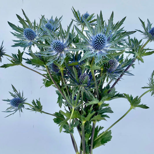 Eryngium (Sea Holly) — Blue Thistle Accent (20-Stem Bunch)