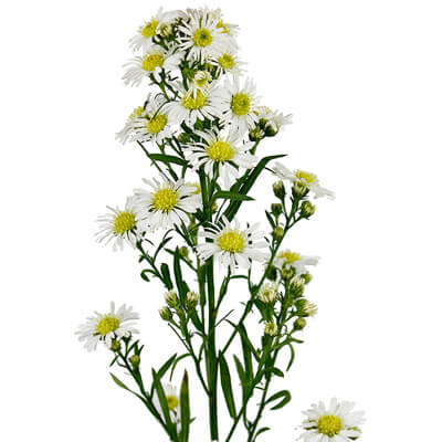 Aster — Classic Daisy Filler (10-Stem Bunch)