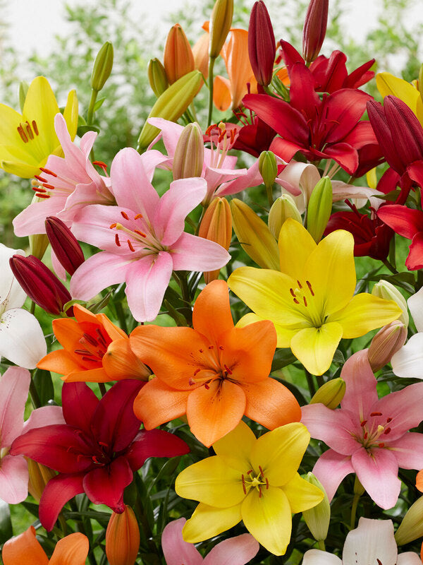 Lilies (Oriental) — Multi-Bloom Focal Stem (10-Stem Bunch)