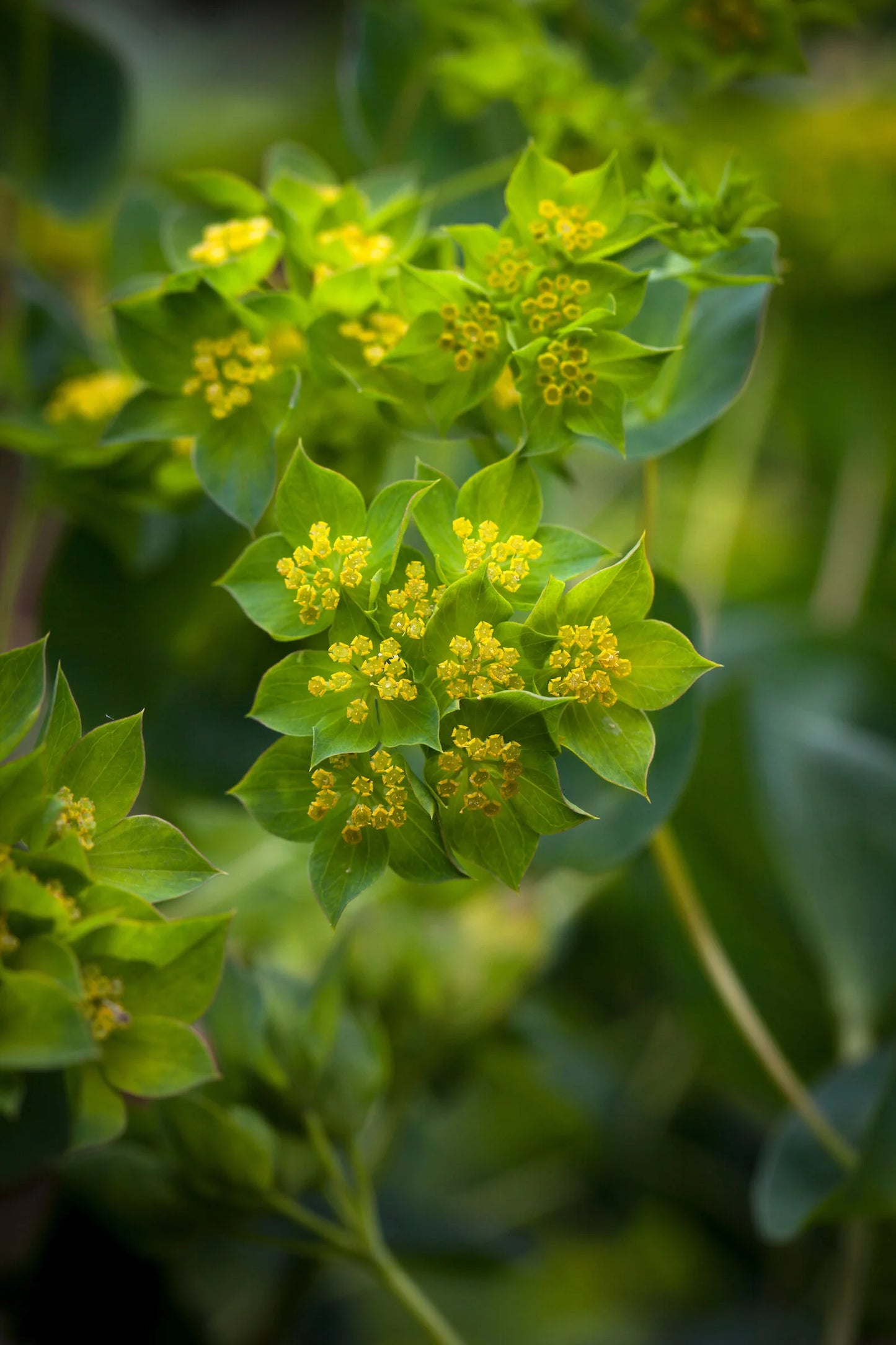 Bupleurum — Green Filler & Accent Flower (10-Stem Bunch)