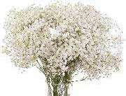 Baby's Breath