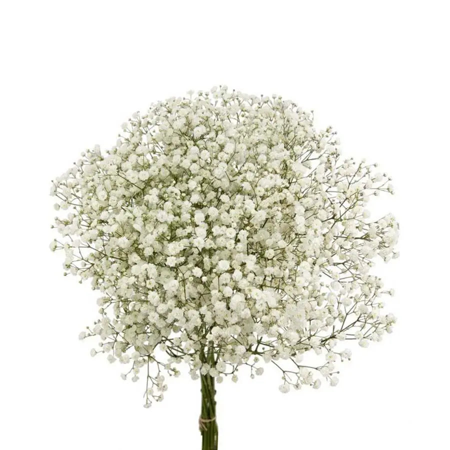 Gypsophila (Baby's Breath) — Classic Airy Filler (20-Stem Bunch)