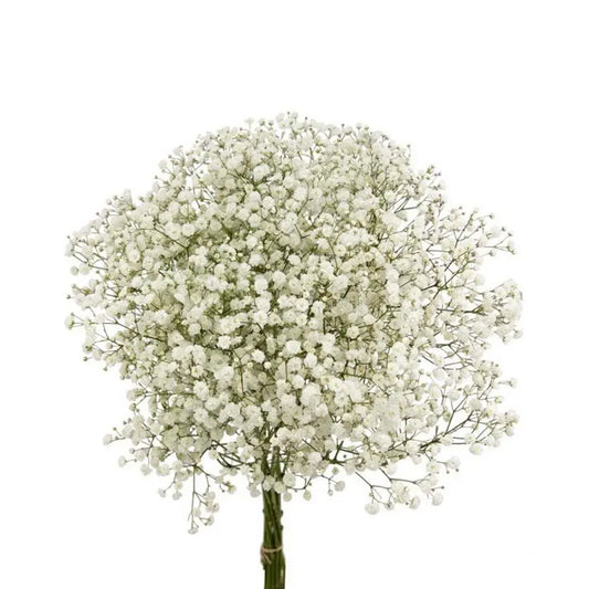 Gypsophila (Baby's Breath) — Classic Airy Filler (20-Stem Bunch)