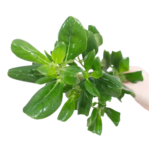 Shine Pit — (Brillantina) Glossy Compact Green (10-Stem Bunch)