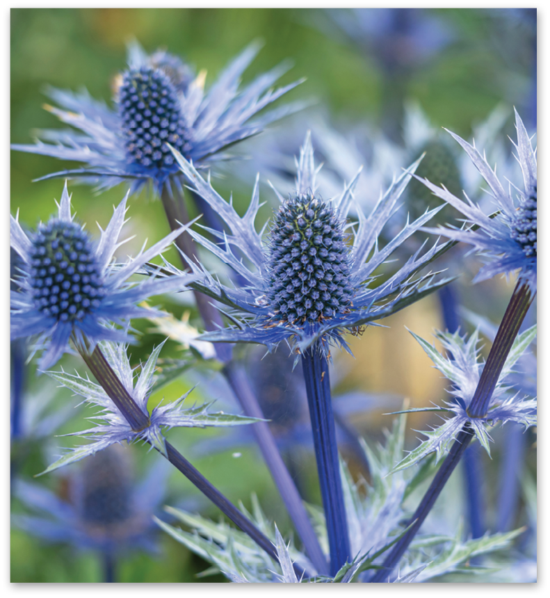 Eryngium (Sea Holly) — Blue Thistle Accent (10-Stem Bunch)