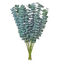 Eucalyptus