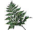 Fern