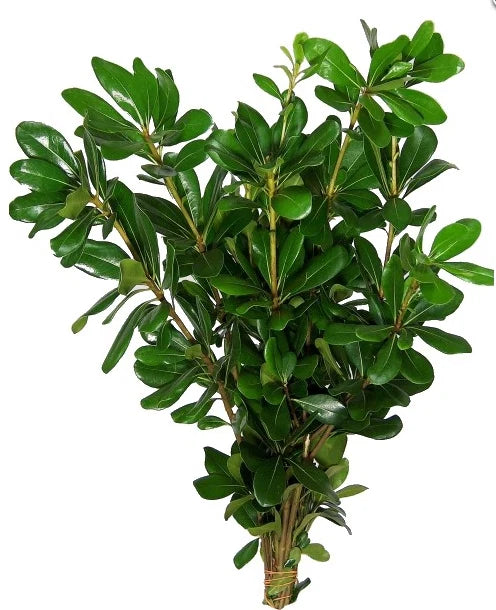 Pittosporum — Compact Leafy Filler Green (10-Stem Bunch)