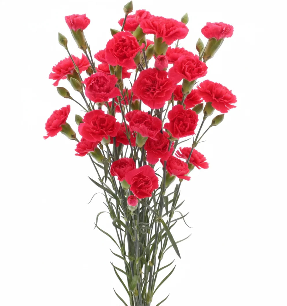 Mini Carnations — Spray Cluster Filler (10-Stem Bunch)