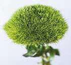 Green Ball