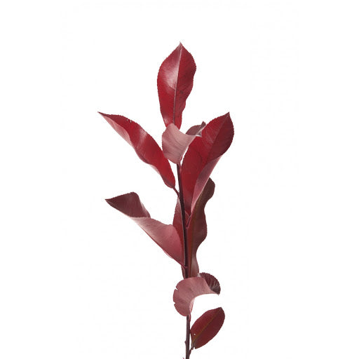 Photinia — Glossy Red-Tipped Green (10-Stem Bunch)