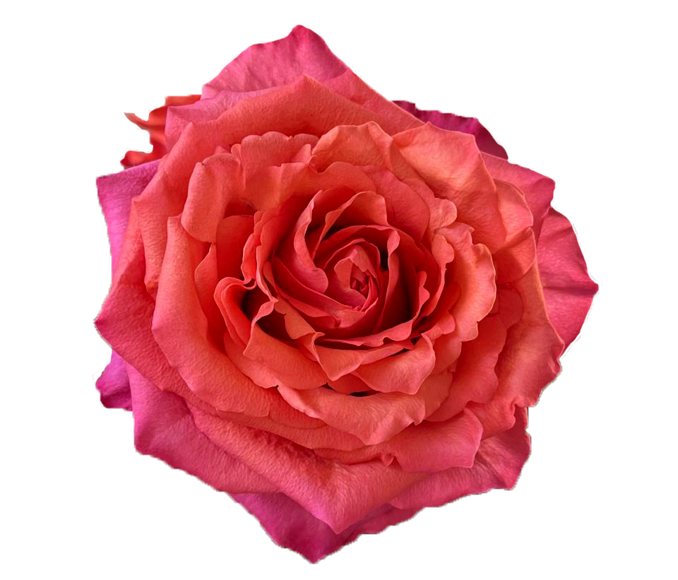 Hard Rock (Pink & Orange)