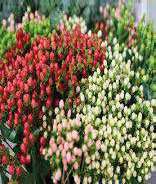 Hypericum