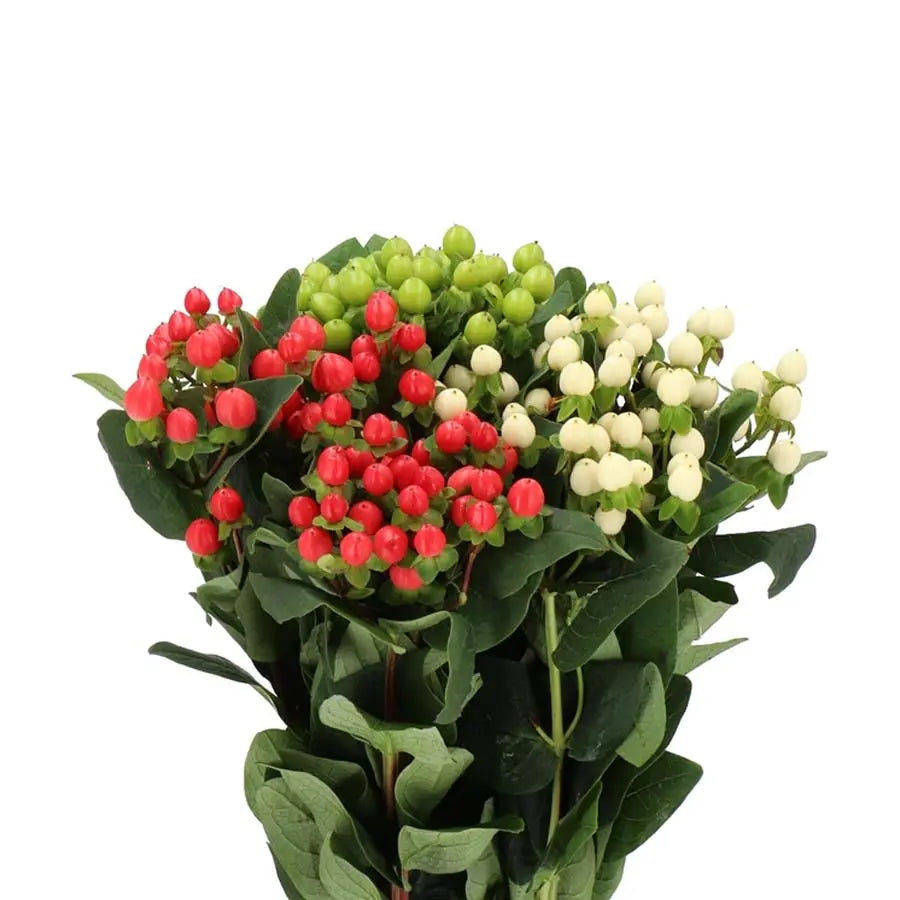 Hypericum Berry — Textural Berry Accent (10-Stem Bunch)