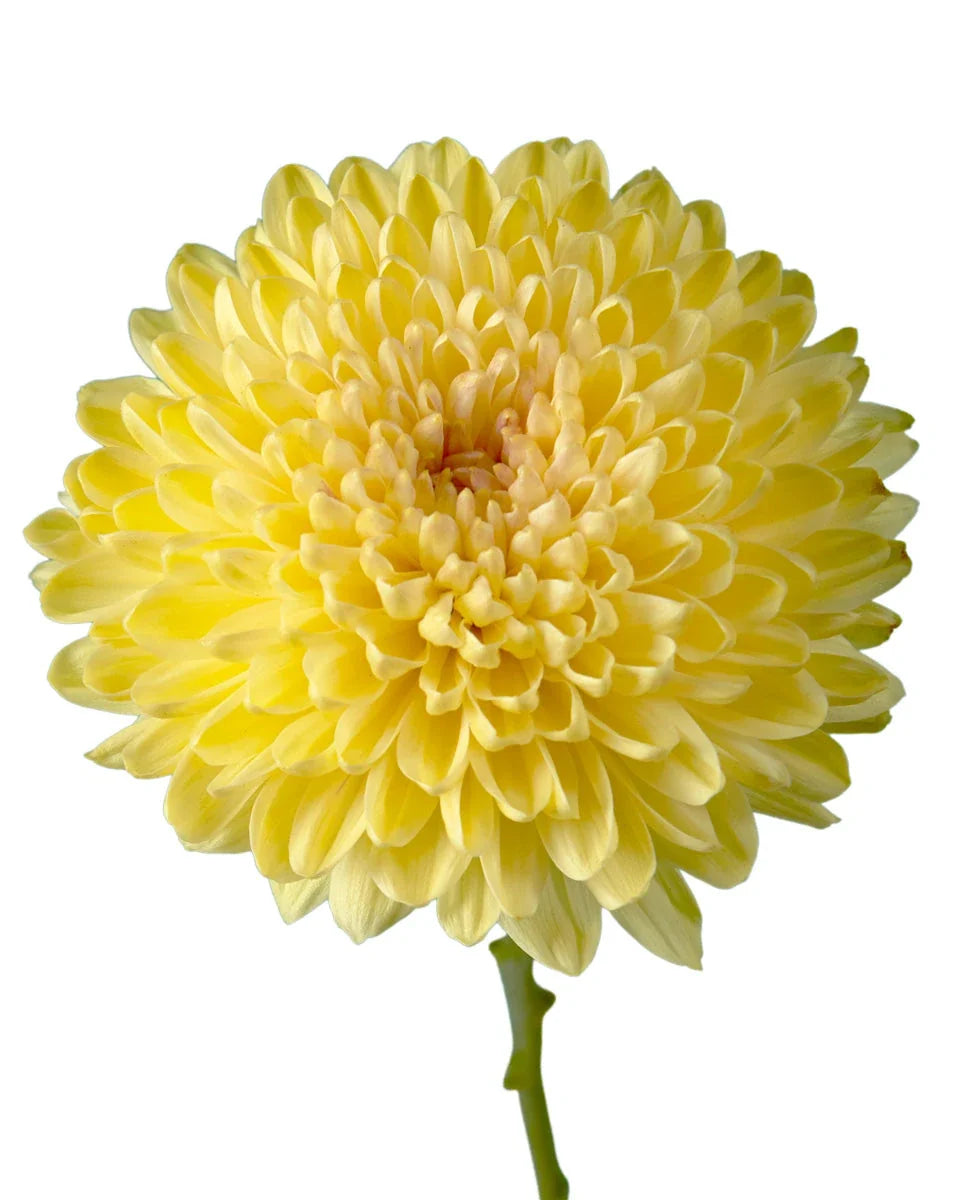Chrysanthemum— Full Bloom Filler (10-Stem Bunch)