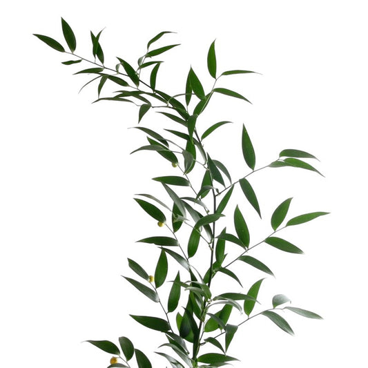 Italian Ruscus — Versatile Trailing Green (10-Stem Bunch)