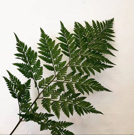 Leatherleaf Fern — Classic Base Green (10-Stem Bunch)