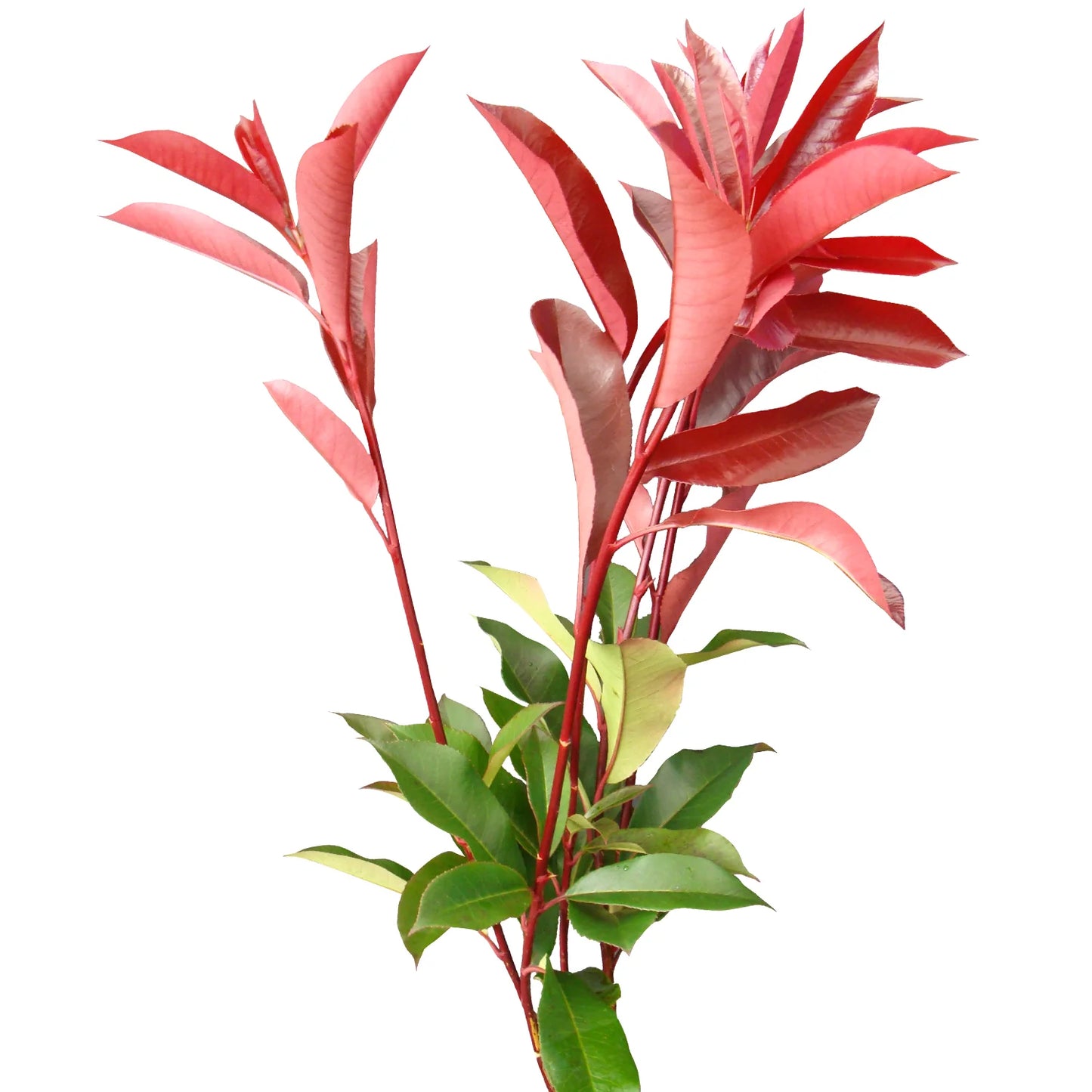 Photinia — Glossy Red-Tipped Green (10-Stem Bunch)