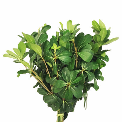 Brillantina — Textural Silver-Green Accent (10-Stem Bunch)