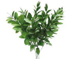 Israeli Ruscus — Versatile Trailing Green (10-Stem Bunch)