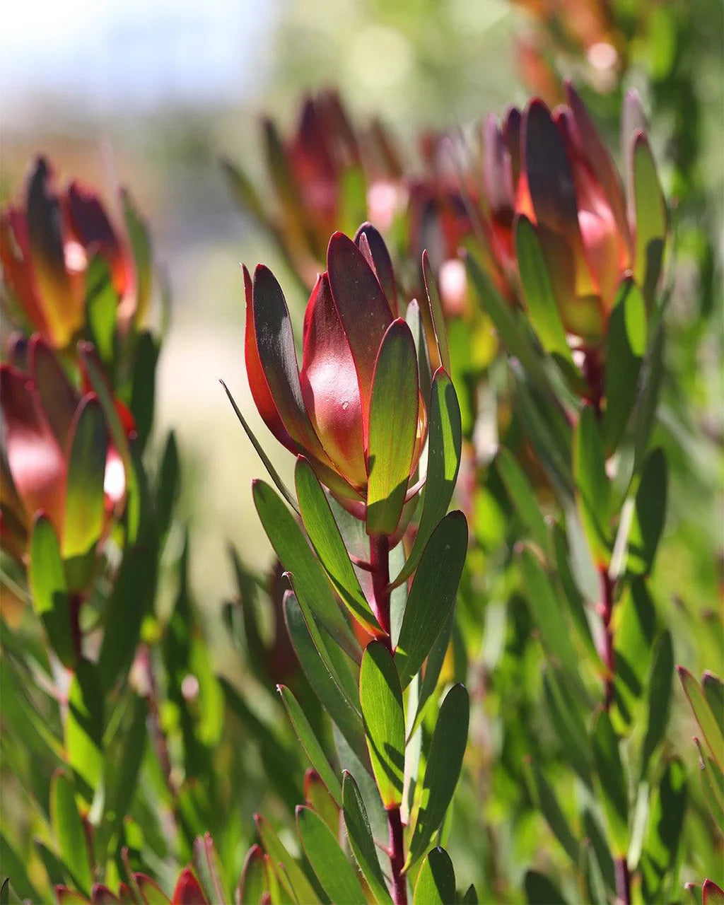 Proteas (Sunset Safari) — Exotic Pincushion Bloom (5 stem bunch)