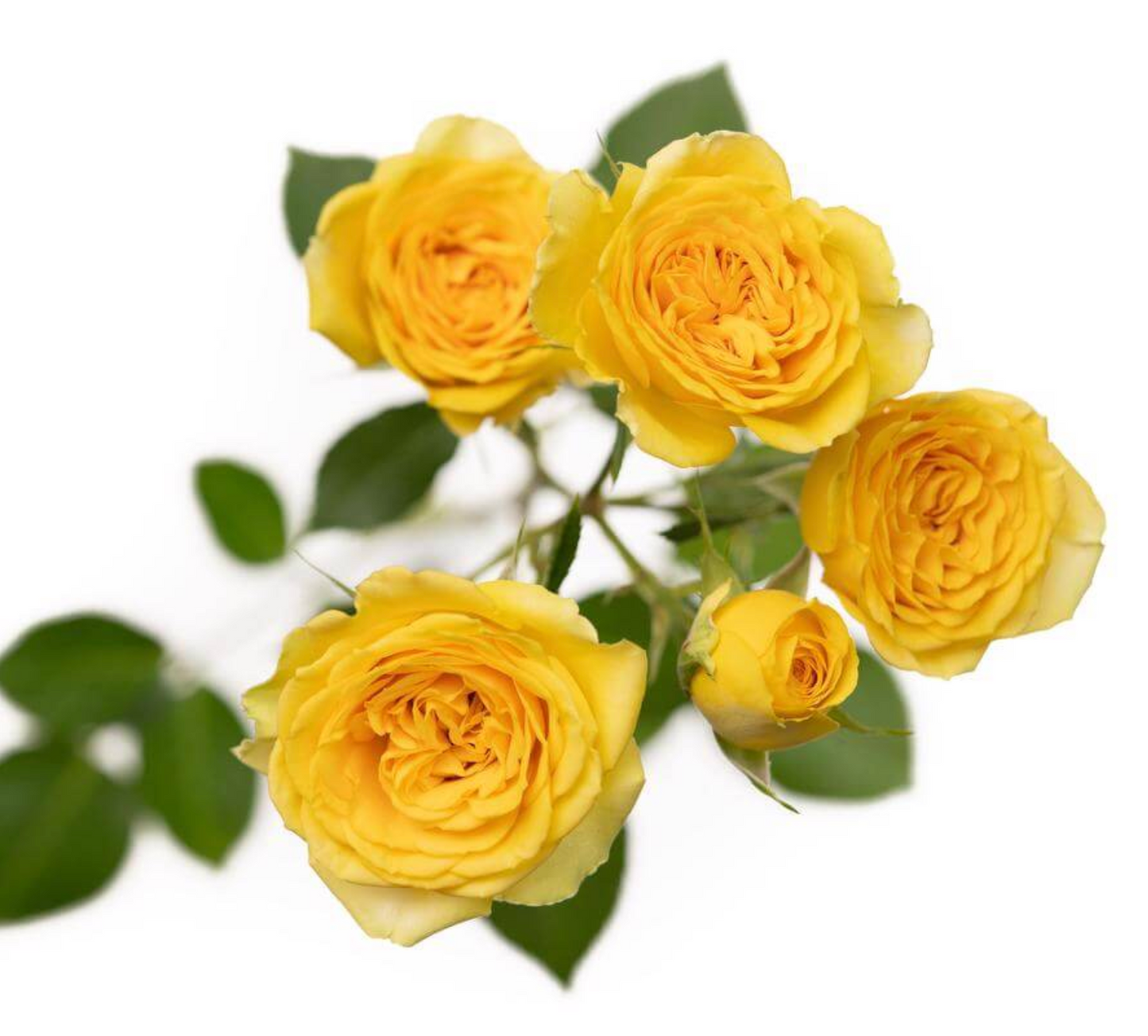 Spray Roses — Multi-Head Focal Rose (10-Stem Bunch)