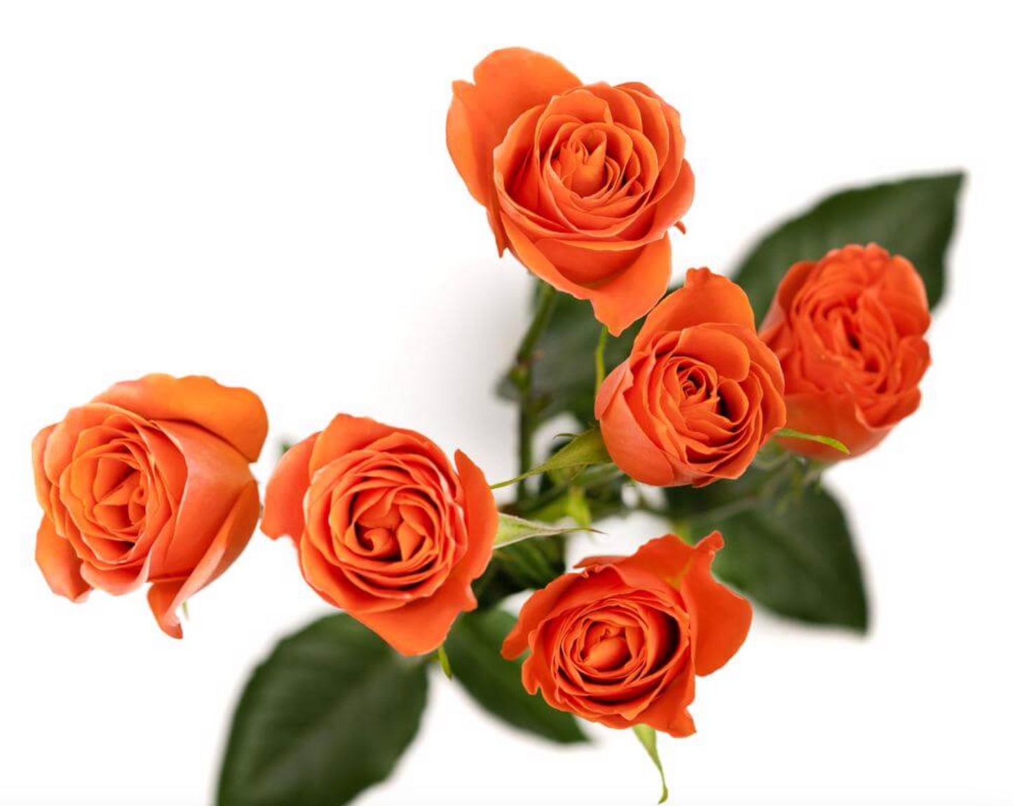 Spray Roses — Multi-Head Focal Rose (10-Stem Bunch)