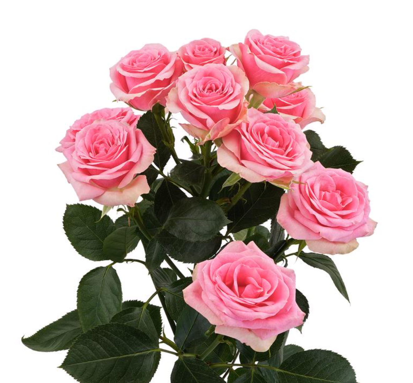 Spray Roses — Multi-Head Focal Rose (10-Stem Bunch)