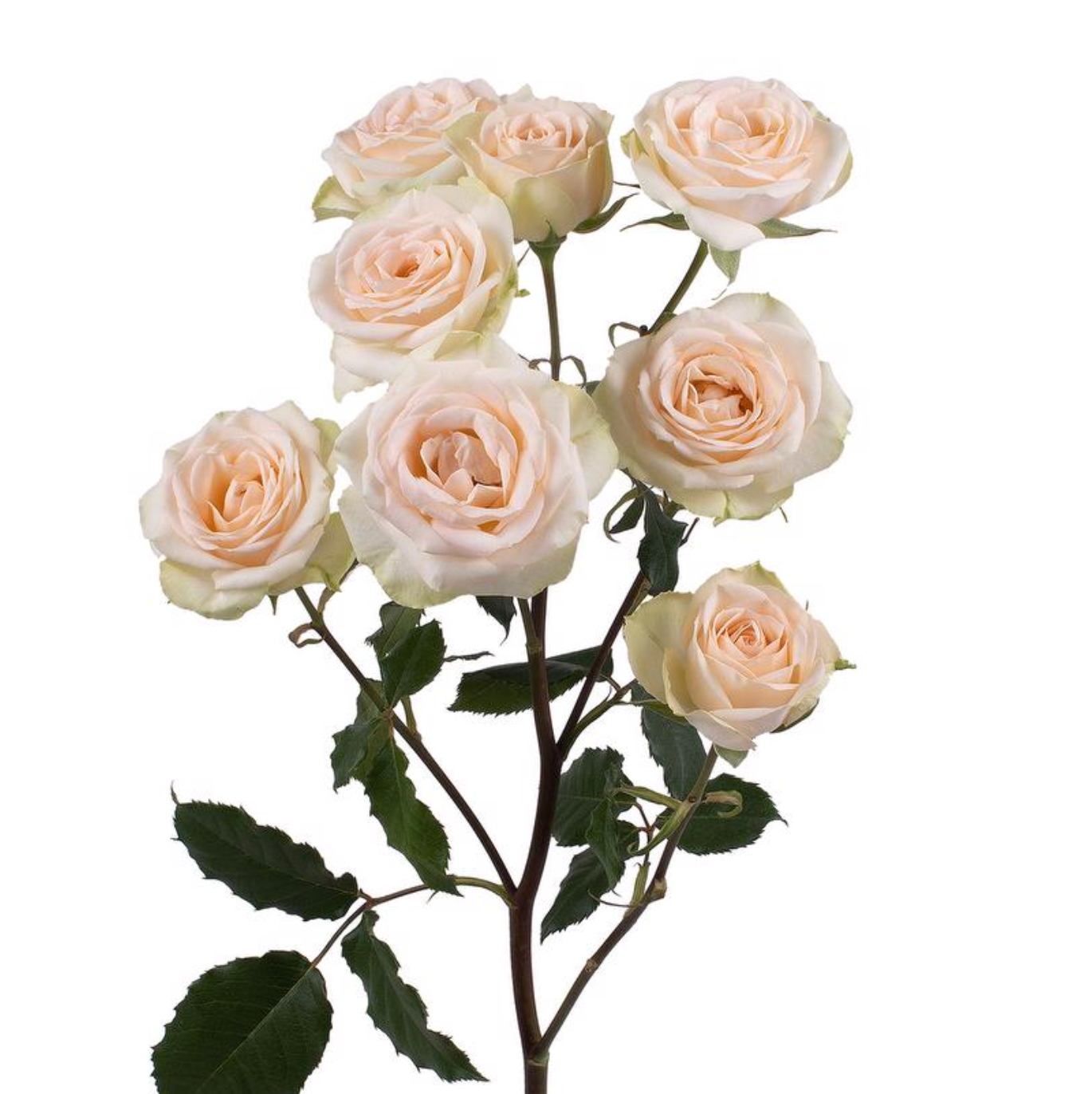 Spray Roses — Multi-Head Focal Rose (10-Stem Bunch)
