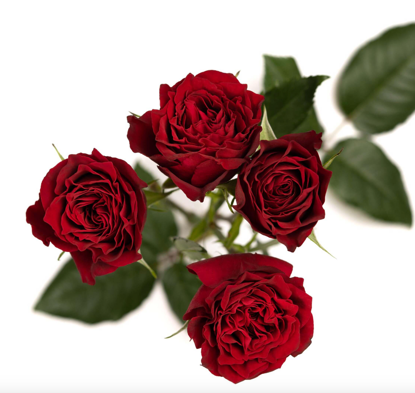 Spray Roses — Multi-Head Focal Rose (10-Stem Bunch)