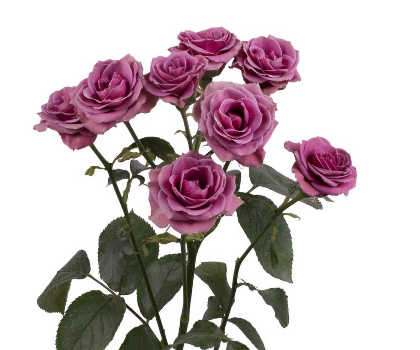 Spray Roses — Multi-Head Focal Rose (10-Stem Bunch)
