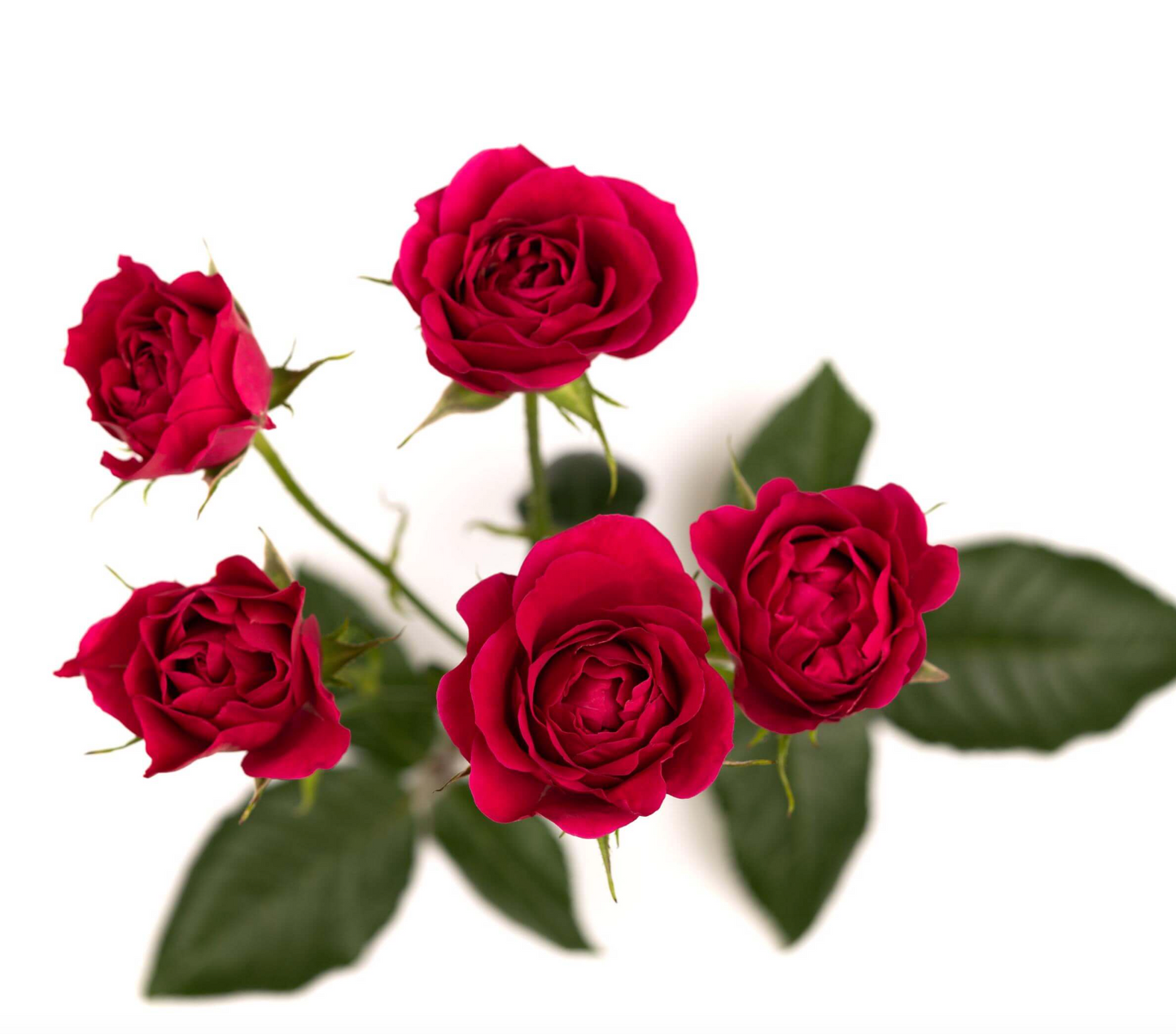 Spray Roses — Multi-Head Focal Rose (10-Stem Bunch)