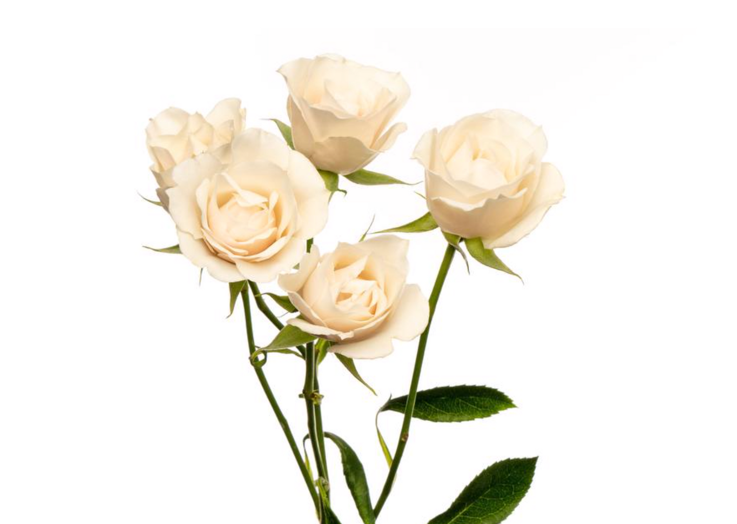Spray Roses — Multi-Head Focal Rose (10-Stem Bunch)