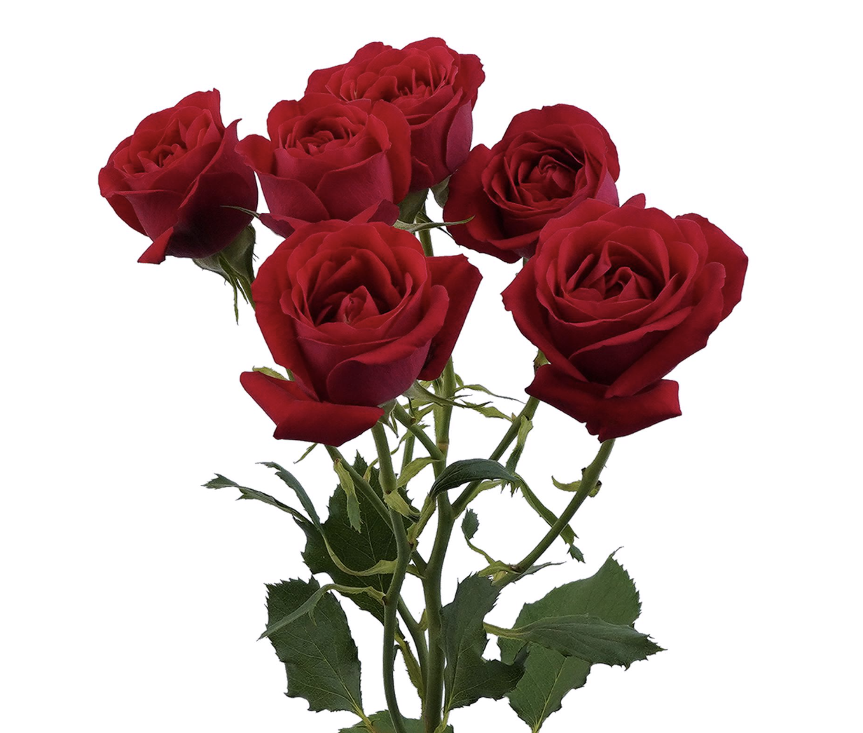 Spray Roses — Multi-Head Focal Rose (10-Stem Bunch)
